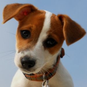 Meet your Posher, Lily